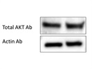 Good Antibody for Total AKT in Western Blot Experiment