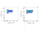 Specific and Distinct FoxP3 Expression