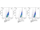 Caspase 3 Antibody - Not Good for Flow