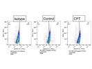Caspase-1 Antibody - Not Good for Flow