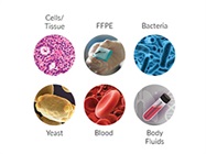 Optimizing the Extraction of High Molecular Weight DNA from Tissue