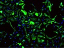 This Anti-Rabbit Secondary Antibody Works Extremely Well