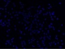 This DAPI Binds Strongly to Nuclei