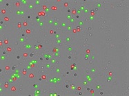 Optimizing Automated Primary Cell Counts