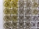 Good Mouse IL-12 ELISA Kit