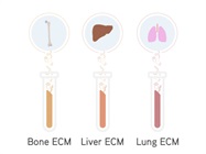 IN SITE™ Metastasis Kit