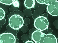 Expanding Cells Safely and at Scale