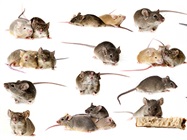 The Mice with the Human Tumors, a Look at PDX Models
