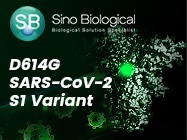D614G: SARS-CoV-2 S1 Variant