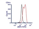Great IRF4 Antibody for Studying T Cell Activation