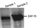 Great Zap-70 Antibody for Western Blotting Using Jurkat Cells