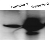 Strong Band with CST's 14-3-3 gamma Antibody