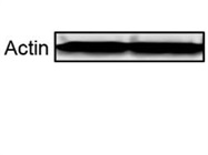 Anti-Mouse Secondary Antibody Works Well in 800nm Channel