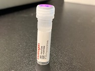 Time Course Effect of Chemoattractant on MT-ND4 Expression