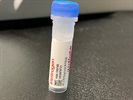 Time Course Effect of Chemoattractant on MT-CYB Expression