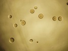 Managing Mycoplasma Contamination