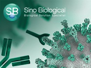 SARS-CoV-2 Neutralizing Antibodies
