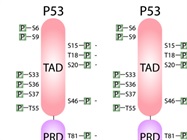 Post-Translational Modifications: Functional Regulators of Disease