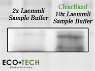 Enhanced Protein Detection with 10x Laemmli Sample Buffer (20% off Discount)