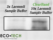 Enhanced Protein Detection with 10x Laemmli Sample Buffer