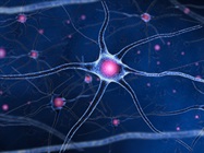 Novel Reagents for Studying α-Synuclein and Parkin Reveal New Insights into Parkinsons Disease