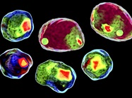 Cell Cycle Analysis with Flow Cytometry