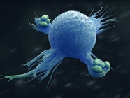 A Guide to Macrophage Markers