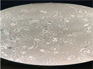 Good Cell Line for Air Liquid Interface Cultures
