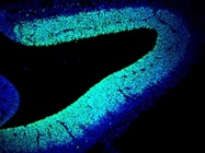 Great Purified anti-Pax-6 Antibody