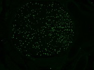 High Quality Rabbit Anti-Olig2 Antibody