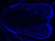 Rabbit Anti-beta-Tubulin III for Immunofluorescence