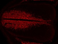 Goat Anti-Sox2 Antibody for Immunofluorescence