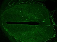 Rat Anti TER-119 Erythroid Antigen Antibody for Immunofluorescence