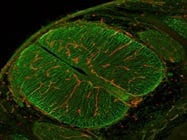 Mouse Anti-Nestin Antibody Works Great