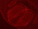 Goat anti-Robo3 Antibody for Immunofluorescence