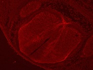 Goat anti-Robo3 Antibody for Immunofluorescence