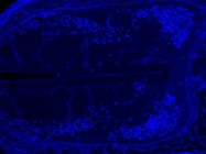 Mouse Anti-Isl1/2 Antibody for Immunofluorescence