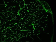 Rat Anti-CD13 Antibody for Immunofluorescence