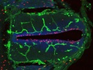 Rabbit Anti-Histone H3-phospho (Ser10) Works Well