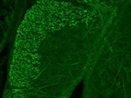 Rat anti-MBP Antibody for Immunofluorescence