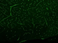 Rat anti-CD31 Antibody for Immunofluorescence