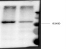 RBM12 Antibody Western Blot Analysis of Glioma Stem Cell Lysate 