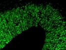 Good Antibody for Frozen Tissue Sections