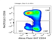 Great Signal: PerCP/Cy5.5 anti-mouse CD16/32