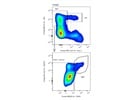 Brilliant Violet 605 anti-mouse CD41 Has Great Signal