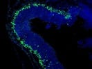 Immunostaining Frozen Sections