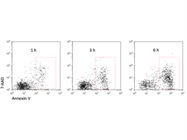 FITC Annexin V to Detect Apoptotic Cells