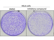 Crystal Violet Solution for Colony Formation Assays