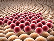 Patient-Derived Organoids Transform Precision Medicine