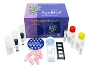 Get 20% Off Essential Assays for Your Lab